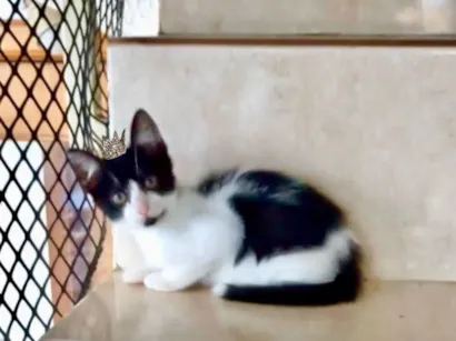 Gato raça SRD-ViraLata idade 2 a 6 meses nome Shin bb2 meses lindo 