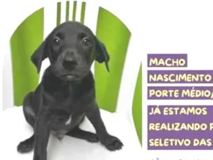Cachorro raça SRD-ViraLata idade 2 a 6 meses nome Baconzitos