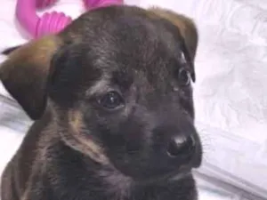 Cachorro raça SRD-ViraLata idade Abaixo de 2 meses nome Clover