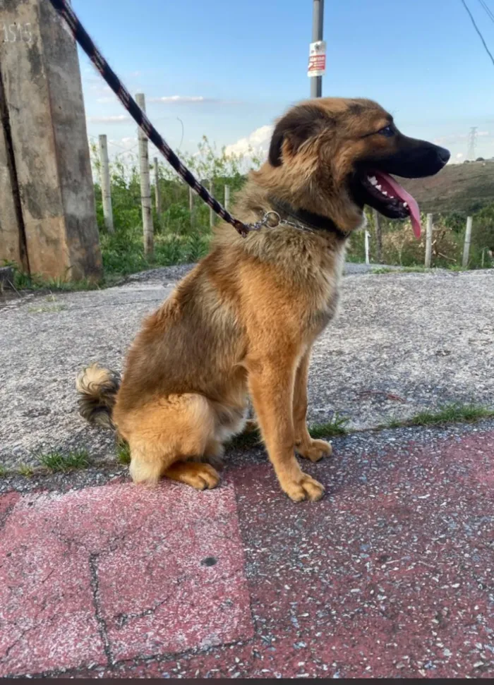 Cachorro raça SRD-ViraLata idade 7 a 11 meses nome Churrasco