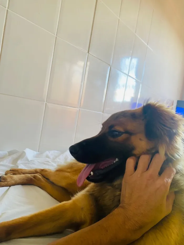 Cachorro raça SRD-ViraLata idade 7 a 11 meses nome Churrasco