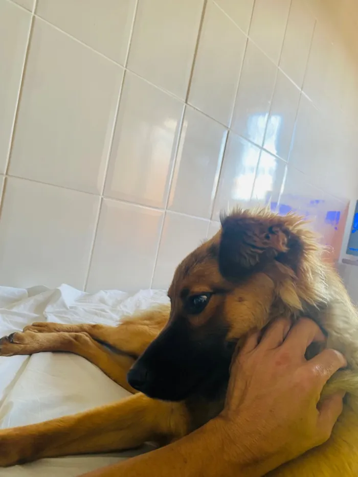 Cachorro raça SRD-ViraLata idade 7 a 11 meses nome Churrasco