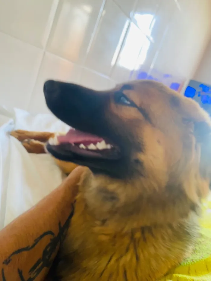 Cachorro raça SRD-ViraLata idade 7 a 11 meses nome Churrasco