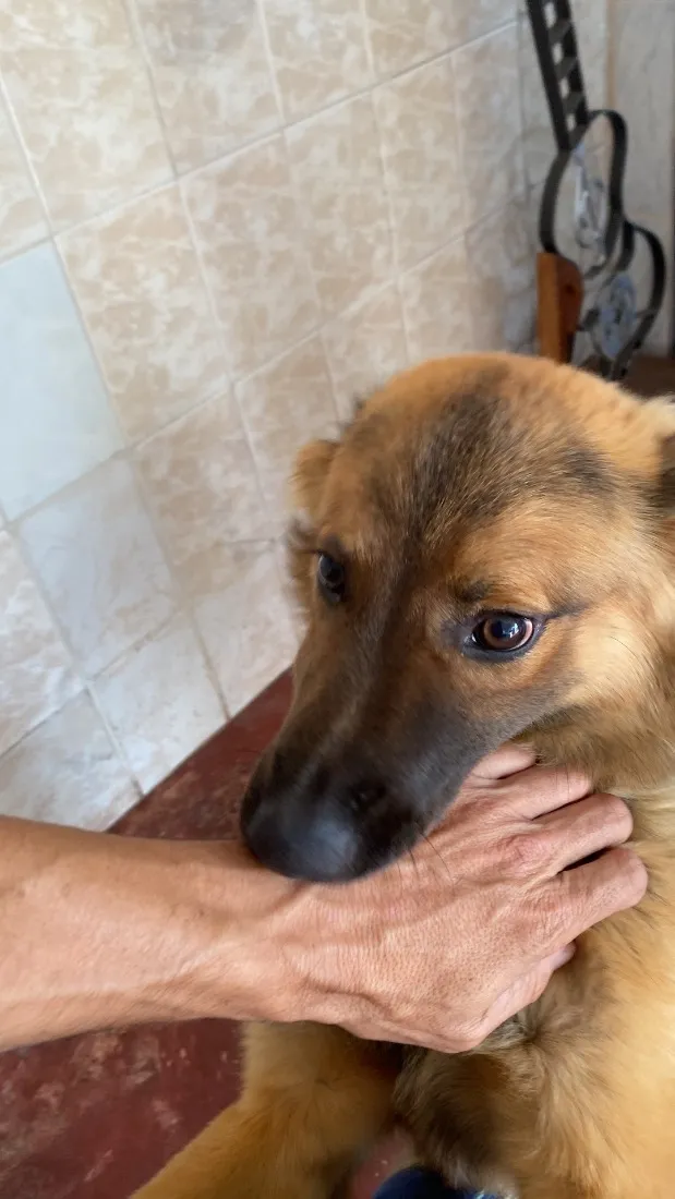 Cachorro raça SRD-ViraLata idade 7 a 11 meses nome Churrasco