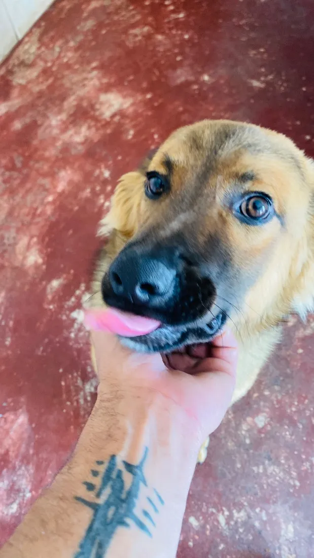 Cachorro raça SRD-ViraLata idade 7 a 11 meses nome Churrasco