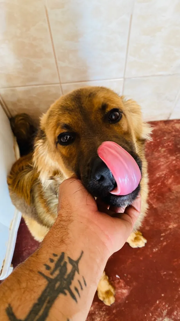 Cachorro raça SRD-ViraLata idade 7 a 11 meses nome Churrasco