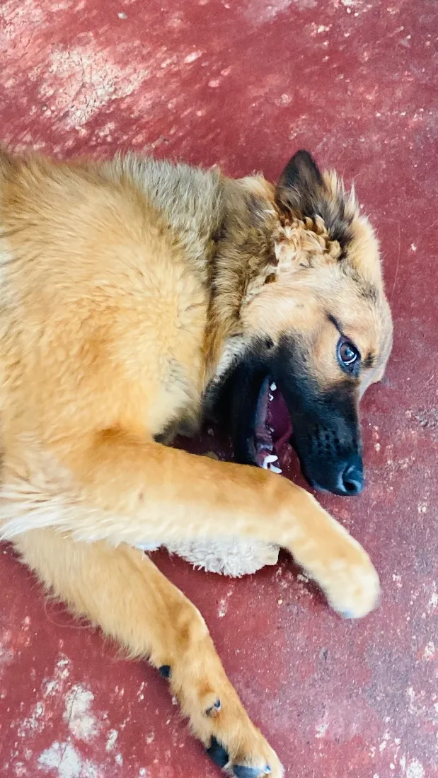 Cachorro raça SRD-ViraLata idade 7 a 11 meses nome Churrasco