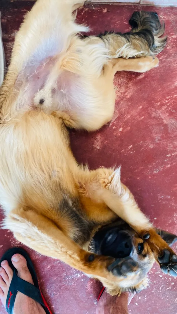 Cachorro raça SRD-ViraLata idade 7 a 11 meses nome Churrasco