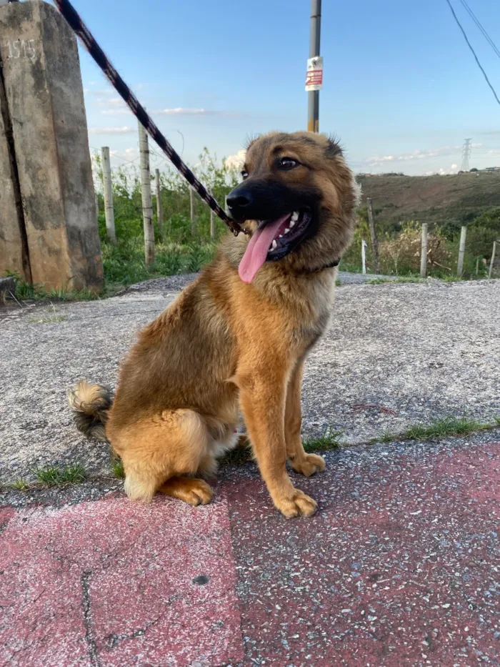 Cachorro raça SRD-ViraLata idade 7 a 11 meses nome Churrasco