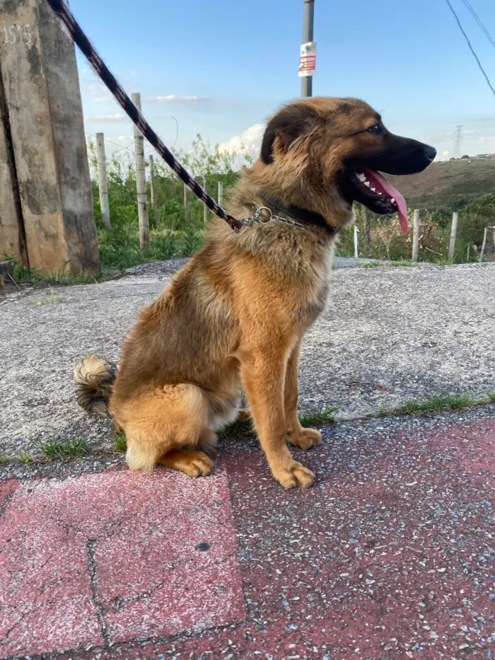 Cachorro raça SRD-ViraLata idade 7 a 11 meses nome Churrasco