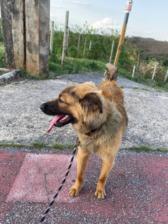 Cachorro raça SRD-ViraLata idade 7 a 11 meses nome Churrasco