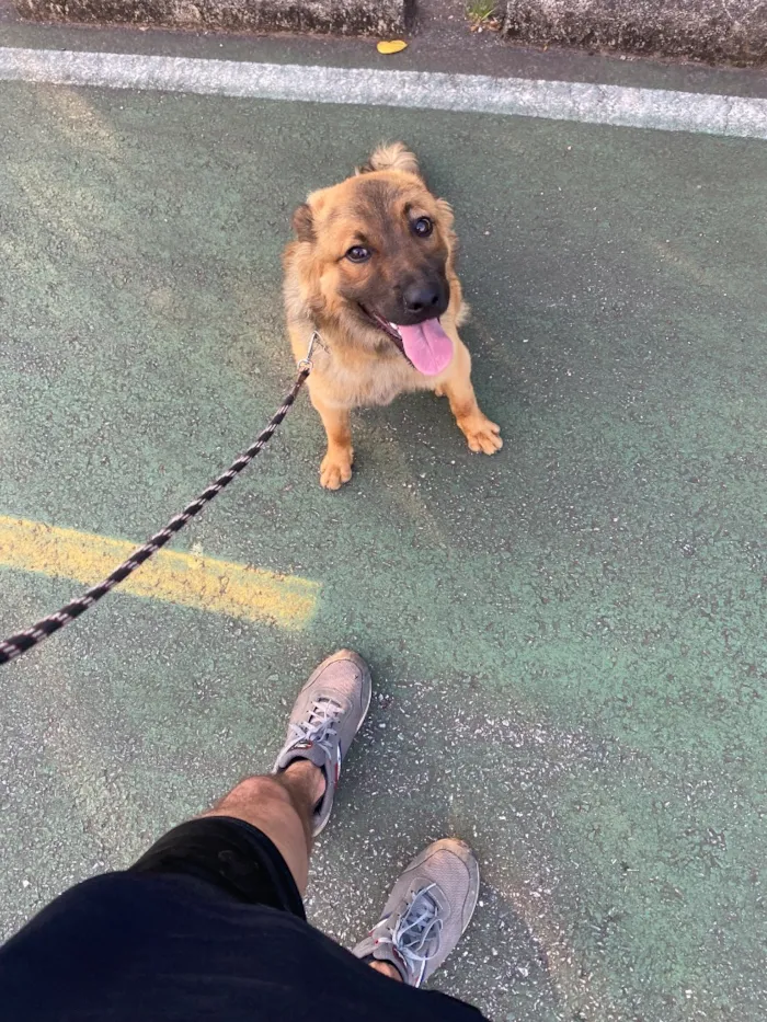 Cachorro raça SRD-ViraLata idade 7 a 11 meses nome Churrasco