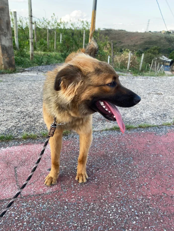 Cachorro raça SRD-ViraLata idade 7 a 11 meses nome Churrasco