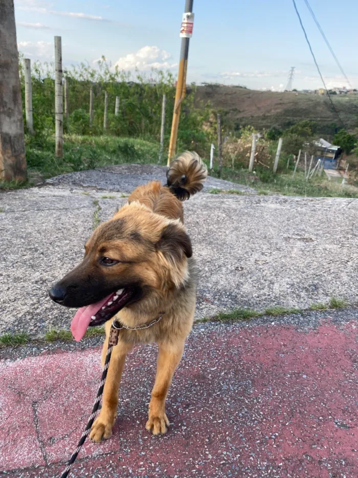Cachorro raça SRD-ViraLata idade 7 a 11 meses nome Churrasco
