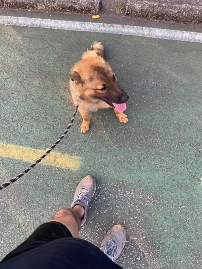 Cachorro raça SRD-ViraLata idade 7 a 11 meses nome Churrasco