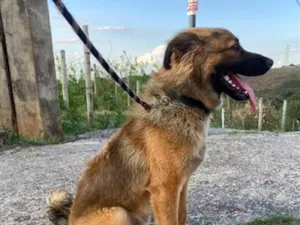Cachorro raça SRD-ViraLata idade 7 a 11 meses nome Churrasco