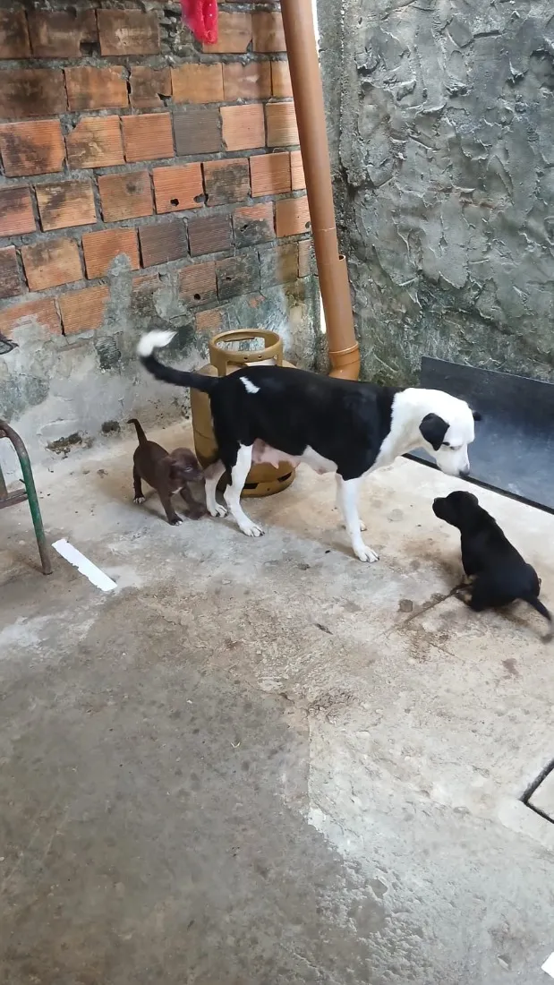 Cachorro raça SRD-ViraLata idade 6 ou mais anos nome Rimena 