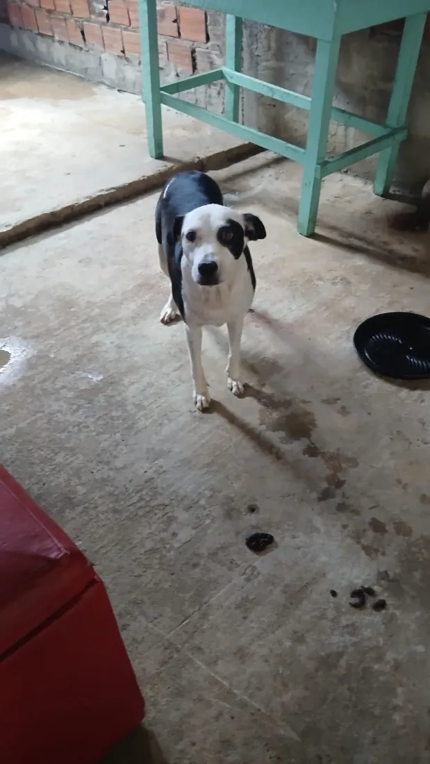 Cachorro raça SRD-ViraLata idade 6 ou mais anos nome Rimena 
