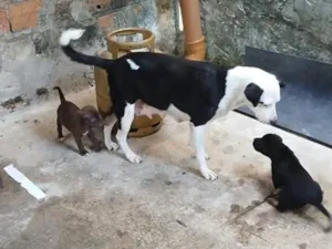 Cachorro raça SRD-ViraLata idade 6 ou mais anos nome Rimena 
