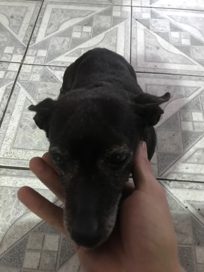 Cachorro raça Pinscher idade 3 anos nome Belinha