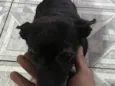 Belinha
