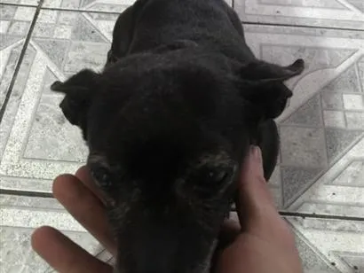 Cachorro raça Pinscher idade 3 anos nome Belinha