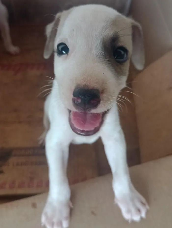 Cachorro raça SRD-ViraLata idade Abaixo de 2 meses nome sem nome 