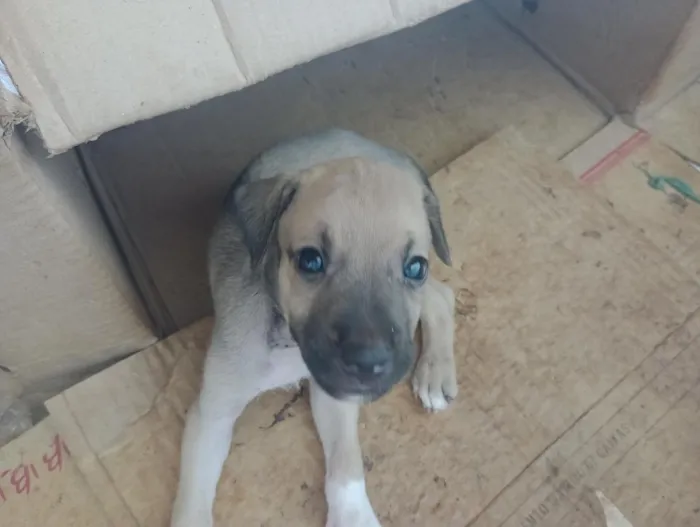 Cachorro raça SRD-ViraLata idade Abaixo de 2 meses nome sem nome 
