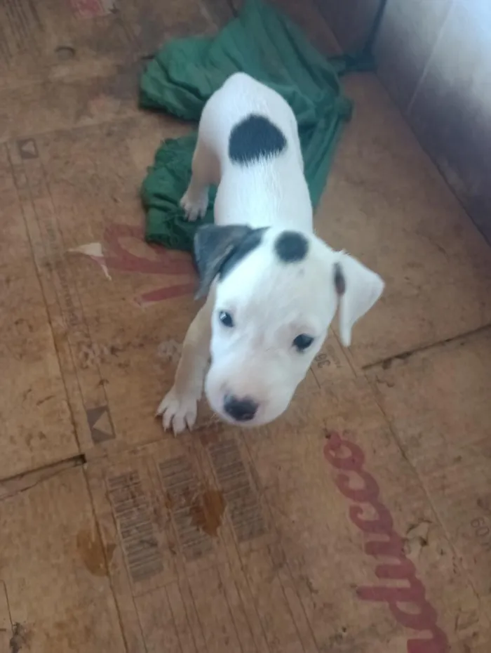 Cachorro raça SRD-ViraLata idade Abaixo de 2 meses nome sem nome 