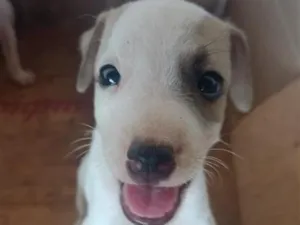Cachorro raça SRD-ViraLata idade Abaixo de 2 meses nome sem nome 