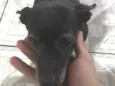 Belinha