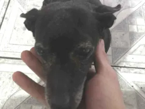 Cachorro raça Pinscher idade 3 anos nome Belinha