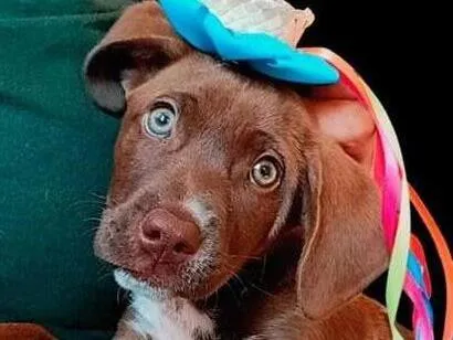 Cachorro raça SRD-ViraLata idade 2 a 6 meses nome chocolate 
