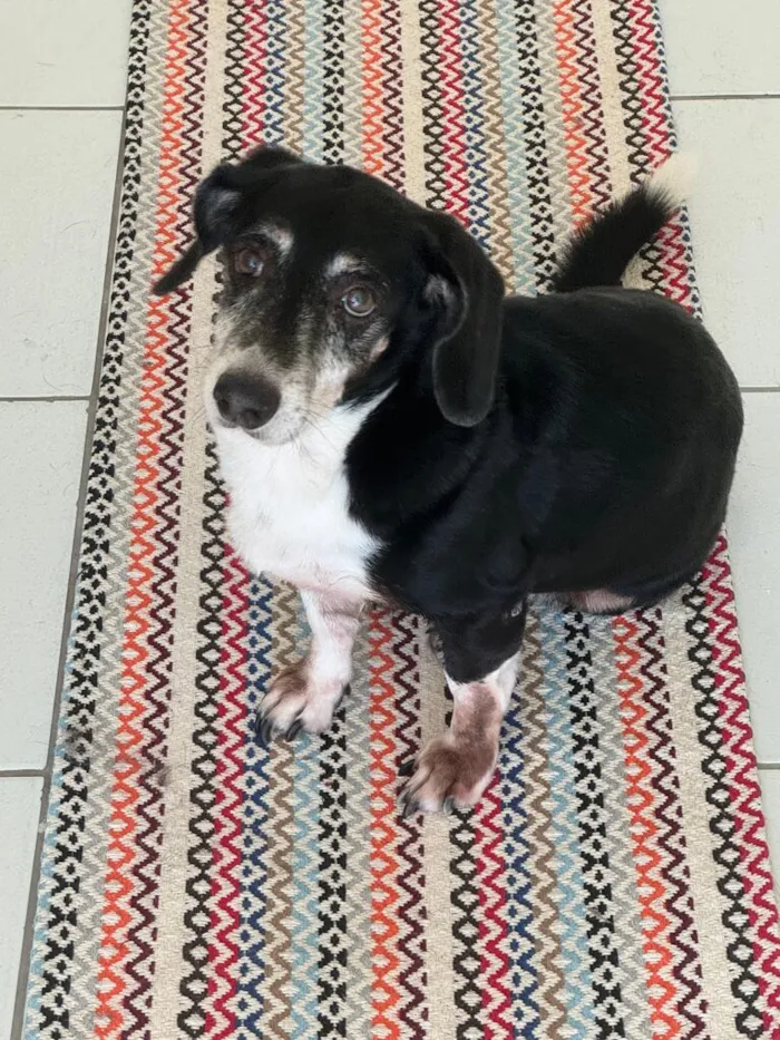 Cachorro raça SRD-ViraLata idade  nome Leury