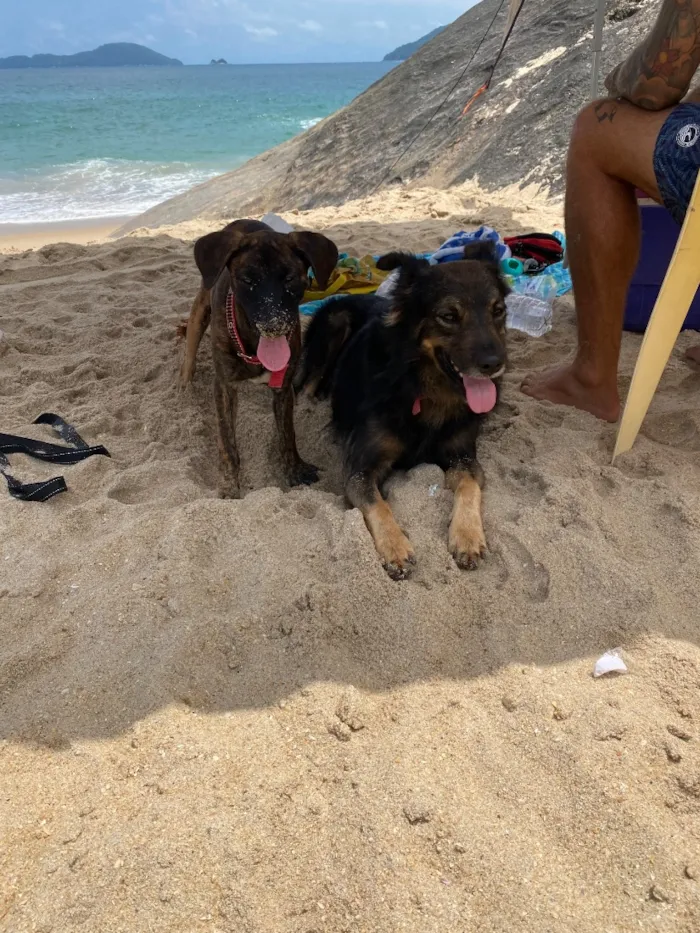 Cachorro raça SRD-ViraLata idade 5 anos nome Bamboo