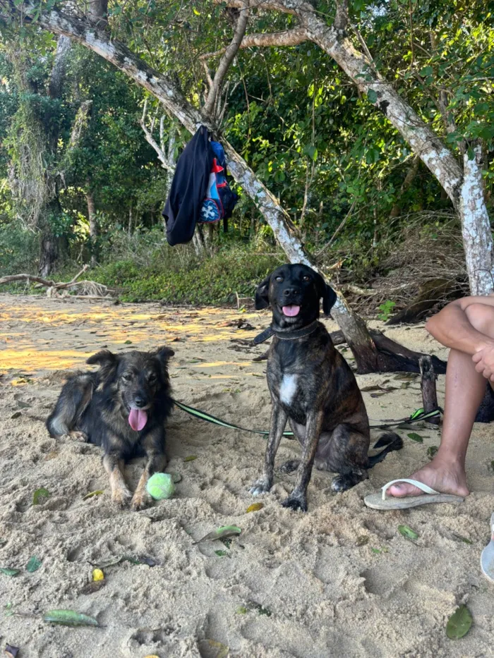 Cachorro raça SRD-ViraLata idade 5 anos nome Bamboo