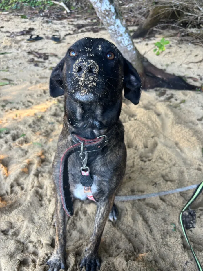 Cachorro raça SRD-ViraLata idade 5 anos nome Bamboo