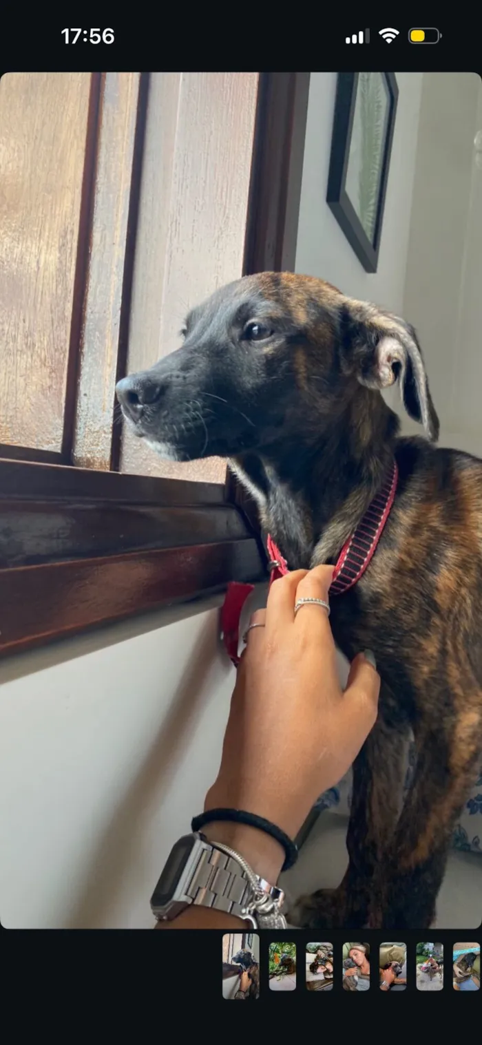 Cachorro raça SRD-ViraLata idade 5 anos nome Bamboo