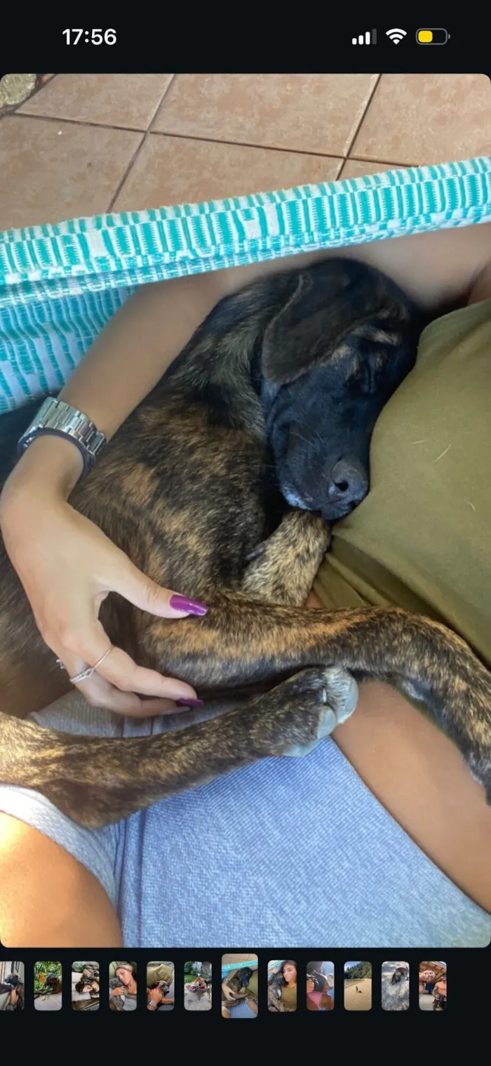 Cachorro raça SRD-ViraLata idade 5 anos nome Bamboo