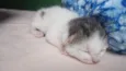 gatinho