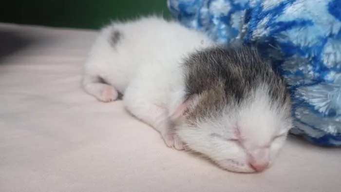 Gato raça SRD-ViraLata idade Abaixo de 2 meses nome gatinho