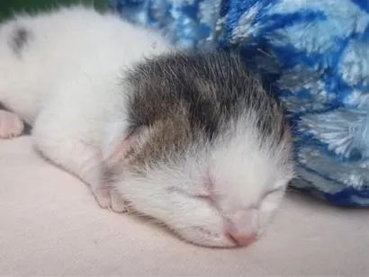 Gato raça SRD-ViraLata idade Abaixo de 2 meses nome gatinho
