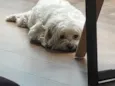 Ted