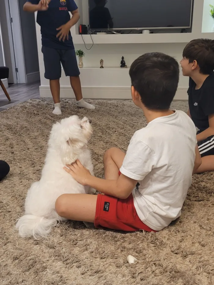 Cachorro raça Maltês idade 6 ou mais anos nome Ted