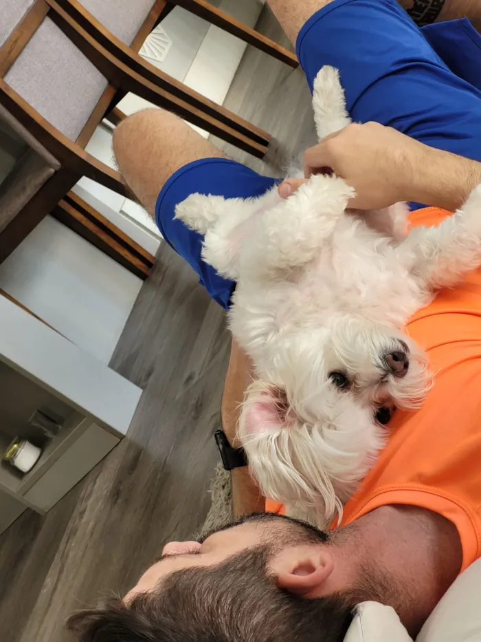 Cachorro raça Maltês idade 6 ou mais anos nome Ted