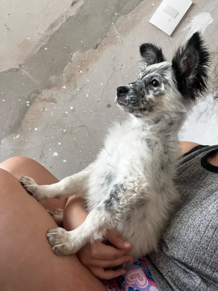 Cachorro raça SRD-ViraLata idade 2 a 6 meses nome Mabel 