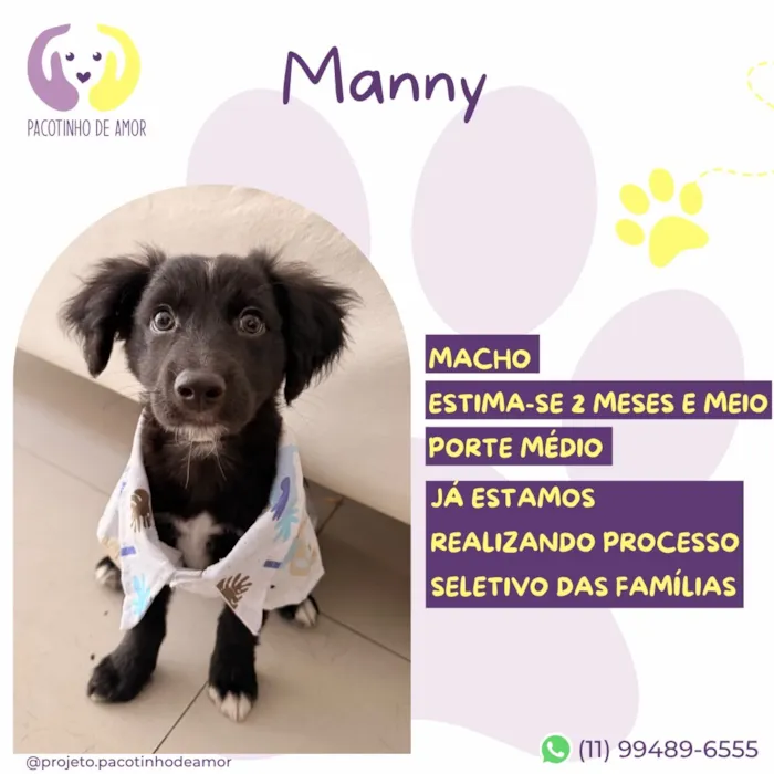 Cachorro raça SRD-ViraLata idade 2 a 6 meses nome Manny