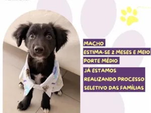 Cachorro raça SRD-ViraLata idade 2 a 6 meses nome Manny