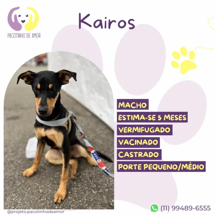Cachorro raça SRD-ViraLata idade 2 a 6 meses nome Kairós