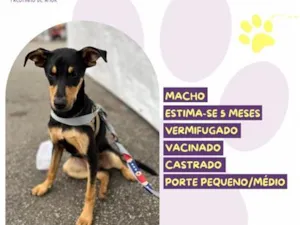 Cachorro raça SRD-ViraLata idade 2 a 6 meses nome Kairós